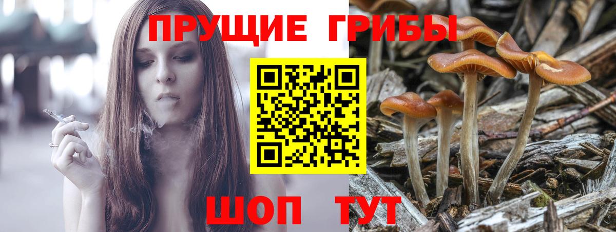Галлюциногенные грибы прущие грибы  Вход с VPN  Строитель 